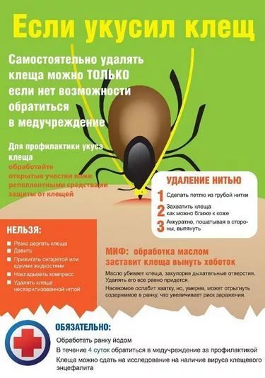 Если укусил клещ. Если укусил клещ.
